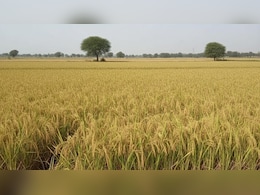 Rajasthan: बूंदी में फसल बर्बाद से किसानों के बिखरे आंसू, तीन महीने बाद से मुआवजे की आस जोह रही पथराई आंखे