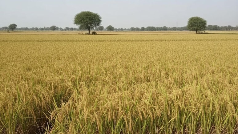 Rajasthan: बूंदी में फसल बर्बाद से किसानों के बिखरे आंसू, तीन महीने बाद से मुआवजे की आस जोह रही पथराई आंखे