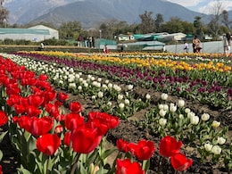 ...दूर तक निगाह में हैं गुल खिले हुए&rsquo; वाली फीलिंग अब मिलेगी हिमाचल में, खुला गया देश का दूसरा ट्यूलिप गार्डन