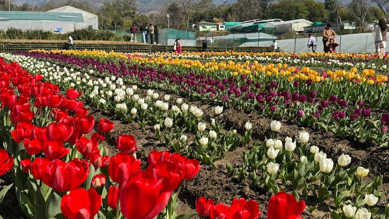...दूर तक निगाह में हैं गुल खिले हुए&rsquo; वाली फीलिंग अब मिलेगी हिमाचल में, खुला गया देश का दूसरा ट्यूलिप गार्डन