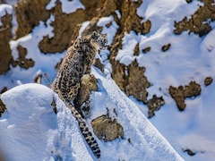 50 फीट की छलांग और बर्फ में हो जाता है गायब! जानिए क्यों हिम तेंदुआ को कहा जाता है 'पहाड़ों का भूत'