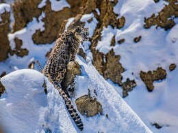 50 फीट की छलांग और बर्फ में हो जाता है गायब! जानिए क्यों हिम तेंदुआ को कहा जाता है 'पहाड़ों का भूत'