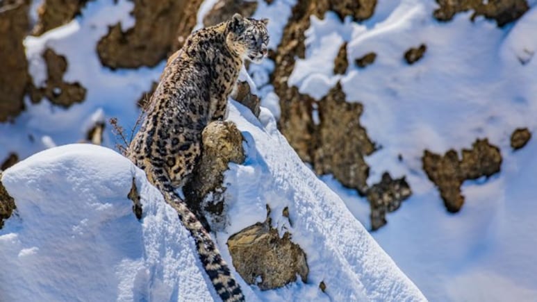 50 फीट की छलांग और बर्फ में हो जाता है गायब! जानिए क्यों हिम तेंदुआ को कहा जाता है 'पहाड़ों का भूत'