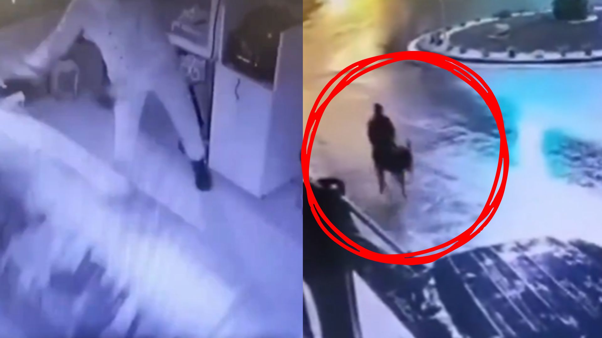 15 तोला सोना चुराया और गधे पर बैठकर भागा... शराब के चक्कर में बना दुनिया का सबसे अजूबा चोर- VIDEO