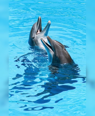 How Dolphins Avoid The Bends