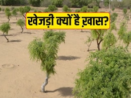 Khejri Bachao Andolan: राजस्थान के लिए क्यों खास है खेजड़ी? इन 10 बातों से आप समझ जाएंगे
