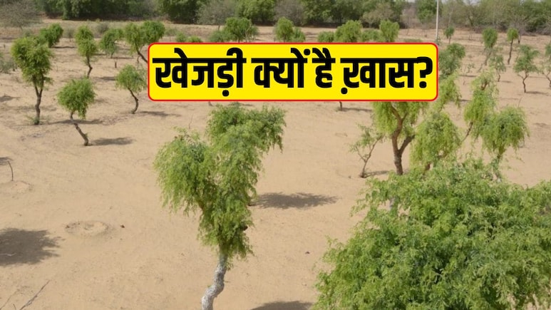 Khejri Bachao Andolan: राजस्थान के लिए क्यों खास है खेजड़ी? इन 10 बातों से आप समझ जाएंगे