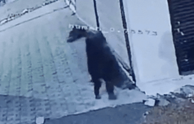 टीवी चोर महिलाओं का लाइव VIDEO: दबे पांव फैक्ट्री में घूसीं, 55-50-32 इंच की तीन टीवी बोरी में लेकर फरार