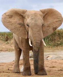 8 Fascinating Facts About Elephants