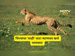 Trending News: चित्त्यांचा 'शाही' थाट! मटणावरचा दररोजचा खर्च ऐकून हैराण व्हाल, सरकारने मांडला हिशोब