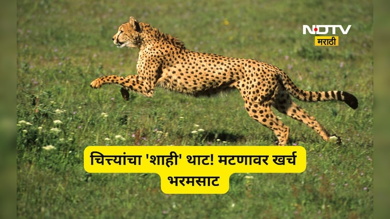 Trending News: चित्त्यांचा 'शाही' थाट! मटणावरचा दररोजचा खर्च ऐकून हैराण व्हाल, सरकारने मांडला हिशोब