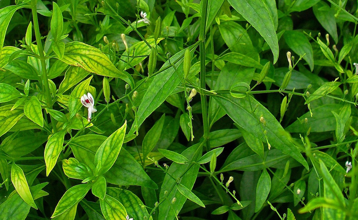 Kalmegh: The Herb That Has 4 Hidden Health Benefits For Liver Health
