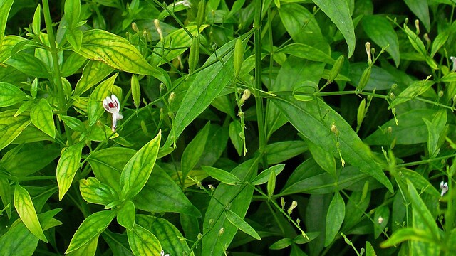 Kalmegh is an Ayurvedic herb that is used for its medicinal properties