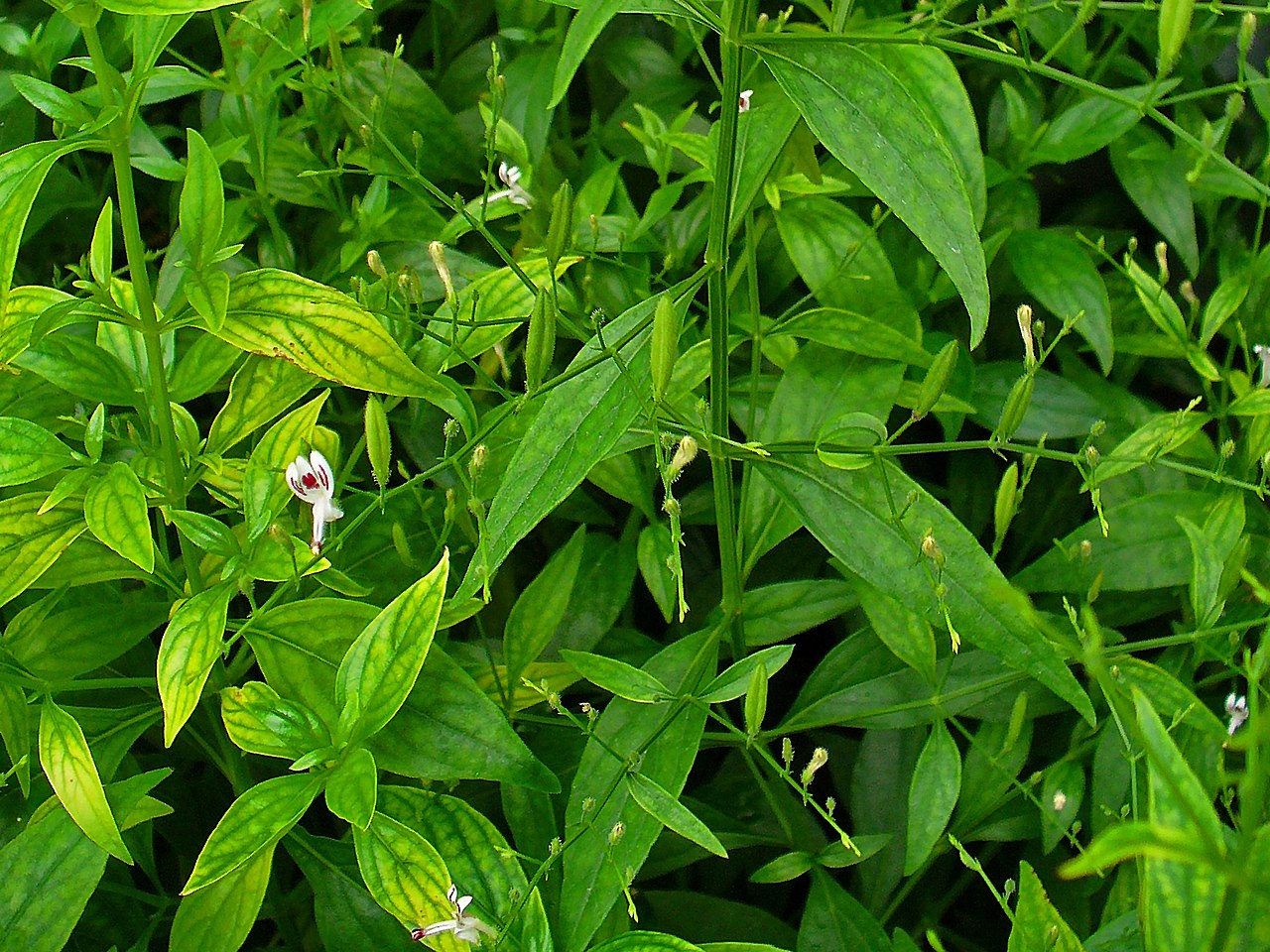 Kalmegh is an Ayurvedic herb that is used for its medicinal properties