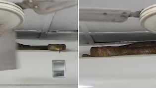 बाप रे बाप! AC के ऊपर आराम करता दिखा 7 फुट लंबा सांप, मुंबई का वायरल वीडियो देख उड़ गए लोगों के होश