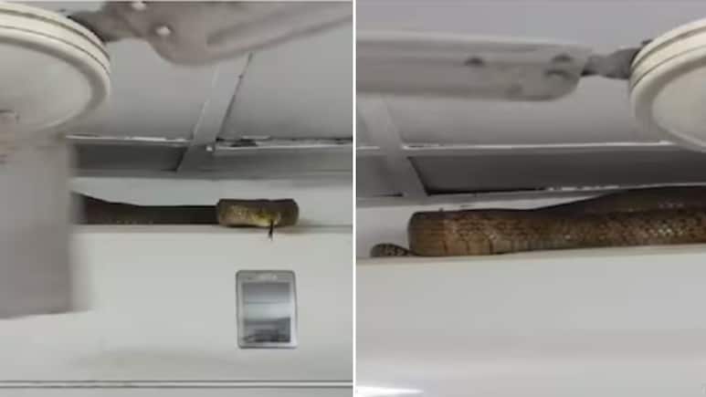 बाप रे बाप! AC के ऊपर आराम करता दिखा 7 फुट लंबा सांप, मुंबई का वायरल वीडियो देख उड़ गए लोगों के होश