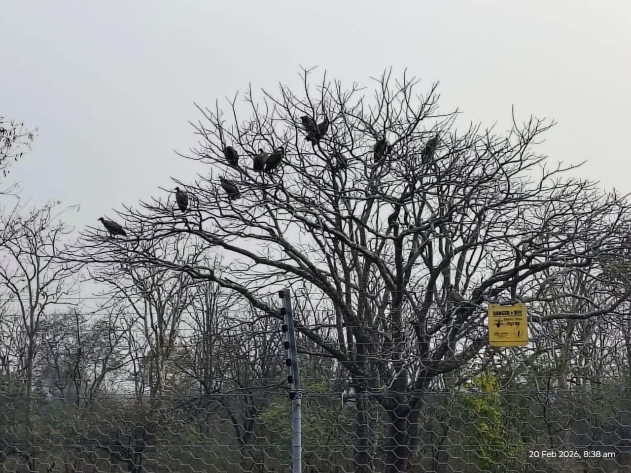 Vulture Census: मध्य प्रदेश में गिद्धों की गणना Vulture Census: मध्य प्रदेश में गिद्धों की गणना