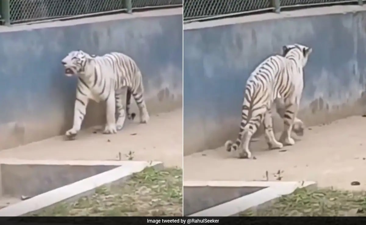 The Art of Baking: From Classic Bread to Artisan Pastries