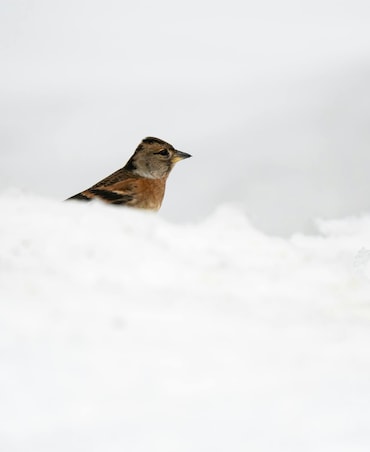 How Birds Stay Warm In Snow