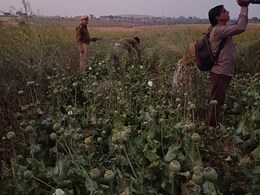 MP के व्यक्ति ने राजस्थान की वन भूमि पर लगाई अवैध अफीम, पुलिस ने सीज किए 2226 पौधे