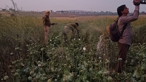 MP के व्यक्ति ने राजस्थान की वन भूमि पर लगाई अवैध अफीम, पुलिस ने सीज किए 2226 पौधे