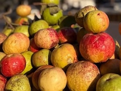 Prayagraj Famous Fruit: स्वाद सेहत का राजा है ये वाला अमरूद, एक बार खा लिए, तो बार-बार मांगोगे