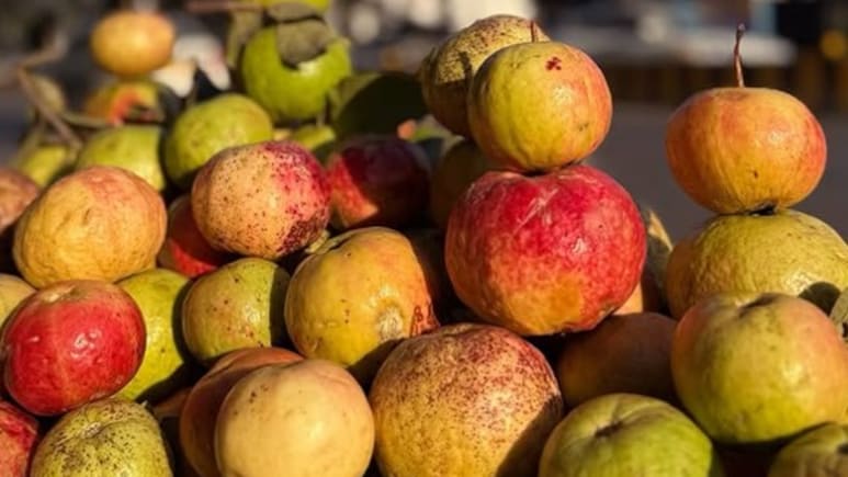 Prayagraj Famous Fruit: स्वाद सेहत का राजा है ये वाला अमरूद, एक बार खा लिए, तो बार-बार मांगोगे