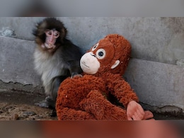 जापान के मंकी &lsquo;पंच&rsquo; पर ऑनलाइन भी उमड़ा प्यार, गूगल पर जमकर खोज रहे लोग