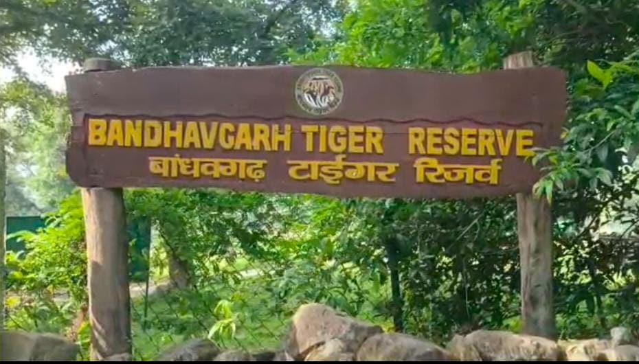 Bandhavgarh Tigress Sighting: बांधवगढ़ टाइगर रिजर्व 
