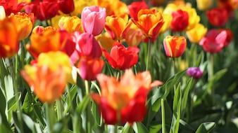 Tulip Festival In Delhi: Why It's A Must-Visit For Tourists