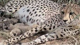 South African Cheetah Gamini Births 5 Cubs, Number In Kuno Park Now 38