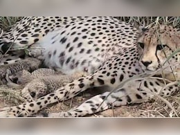 South African Cheetah Gamini Births 5 Cubs, Number In Kuno Park Now 38