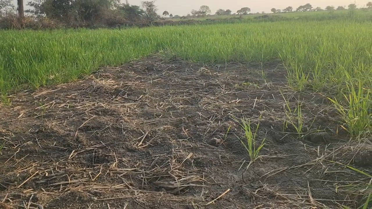 Farmer Suicides: खेत का हाल