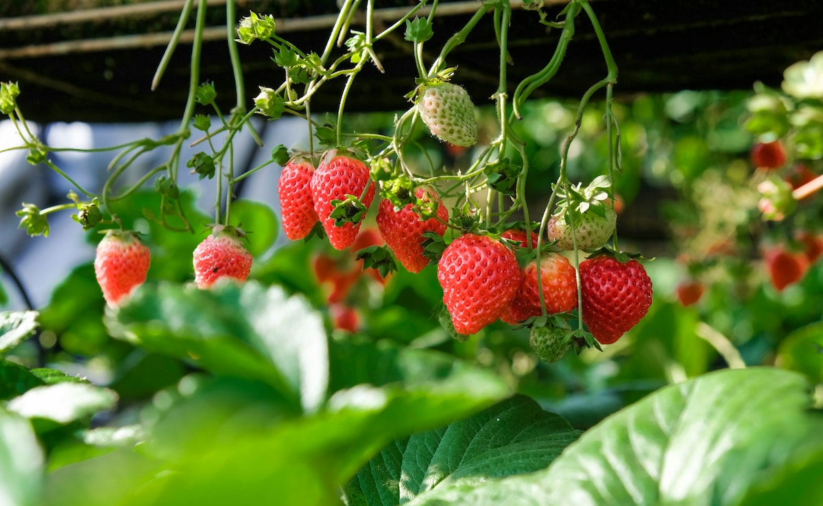 5 Foods to Improve Your Digestion | pachan tantra kaise majbut karen Latest and Breaking News on NDTV