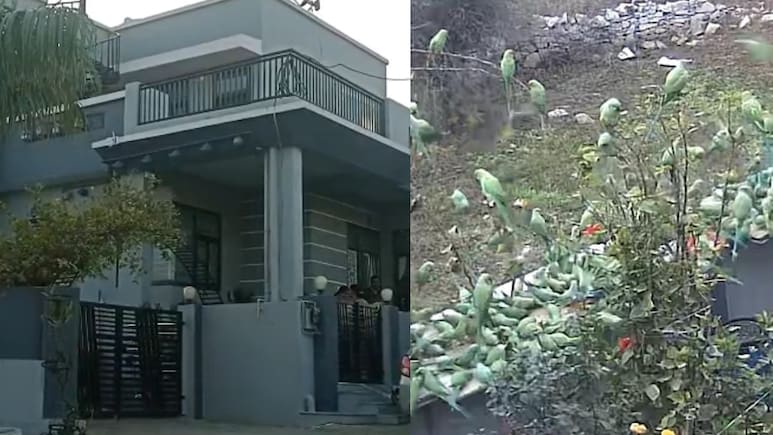 पति-पत्नी ने तोतों के लिए खरीदा प्लॉट, यहां है 10 हजार पक्षियों का बसेरा; इलाके के लोग भी कर रहे हैं मदद