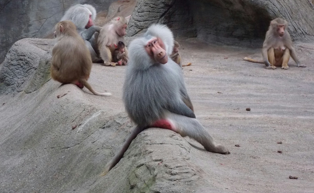 Latest and Breaking News on NDTV