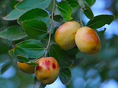 5 Reasons To Add Ber Fruit Or Indian Jujube To Your Healthy Diet