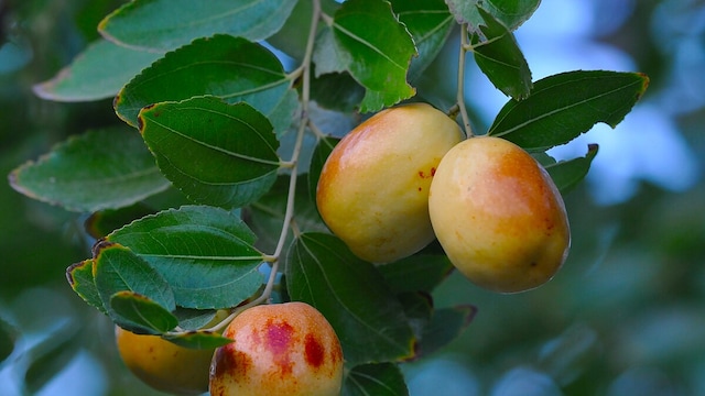 The ber fruit can boost immunity and induce sleep