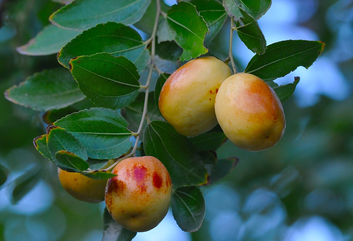 The ber fruit can boost immunity and induce sleep