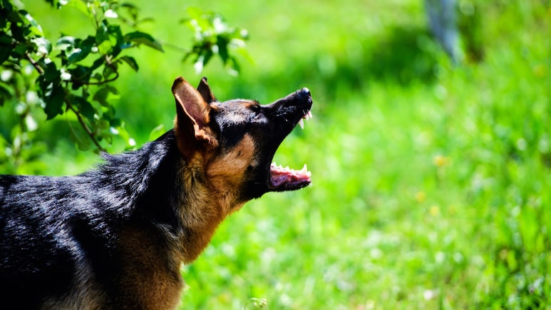 Wardha News: 8 वर्षाच्या चिमुकल्याचा भयावह अंत; आई- वडिलांच्या आक्रोशाने वर्धा हळहळलं; मन सुन्न करणारी घटना