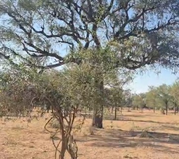 Rajasthan:  खेजड़ी के लिए जालोर के इस परिवार ने पेश की मिसाल, 17 साल तक 300 बीघा जमीन पर फसल छोड़ उगाया जंगल