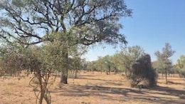 Rajasthan:  खेजड़ी के लिए जालोर के इस परिवार ने पेश की मिसाल, 17 साल तक 300 बीघा जमीन पर फसल छोड़ उगाया जंगल
