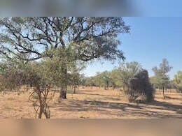 Rajasthan:  खेजड़ी के लिए जालोर के इस परिवार ने पेश की मिसाल, 17 साल तक 300 बीघा जमीन पर फसल छोड़ उगाया जंगल