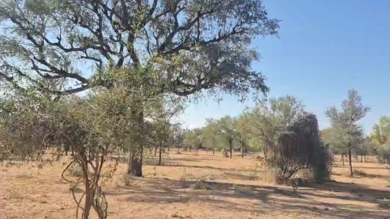 Rajasthan:  खेजड़ी के लिए जालोर के इस परिवार ने पेश की मिसाल, 17 साल तक 300 बीघा जमीन पर फसल छोड़ उगाया जंगल