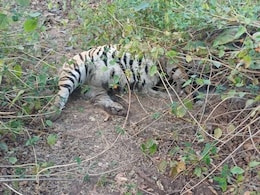Satellite-Collared Tiger Found Dead In Madhya Pradesh Reserve