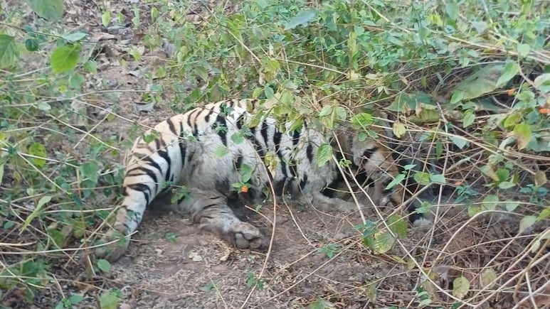 Satellite-Collared Tiger Found Dead In Madhya Pradesh Reserve