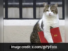 Larry The Cat: 15 Years Of Purr-litical Influence In United Kingdom