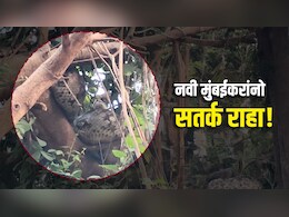 Navi Mumbai News: नवी मुंबईकरांमध्ये दहशत, रस्त्यांसह गार्डनमध्ये फिरताना सतर्क राहा! धक्कादायक Video Viral