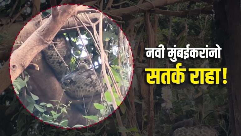 Navi Mumbai News: नवी मुंबईकरांमध्ये दहशत, रस्त्यांसह गार्डनमध्ये फिरताना सतर्क राहा! धक्कादायक Video Viral