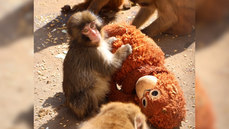 'Punch' The Monkey: Ichikawa City Zoo Reacts To Abandoned Baby Monkey's Viral Videos